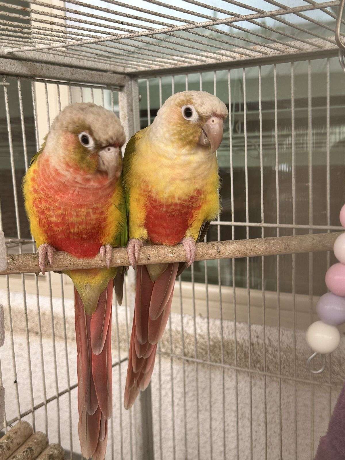 Pair of pineapple conures