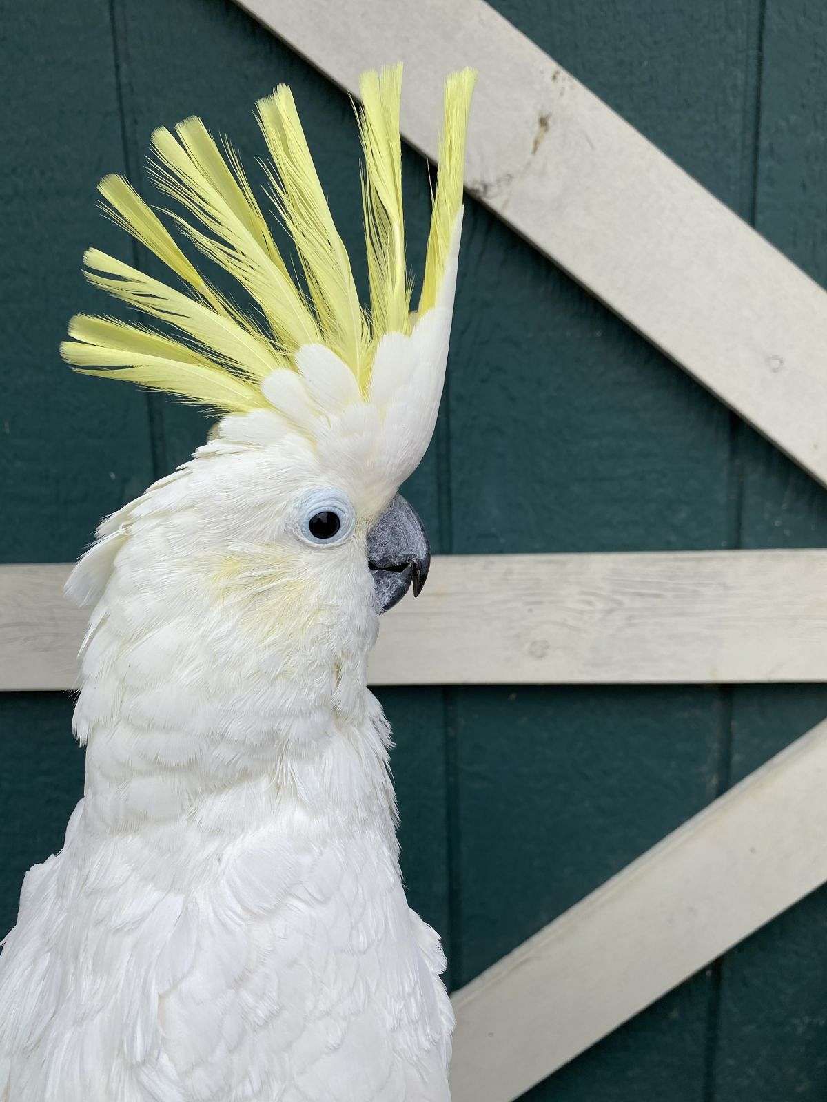 Sulphur Crested Cockatoo