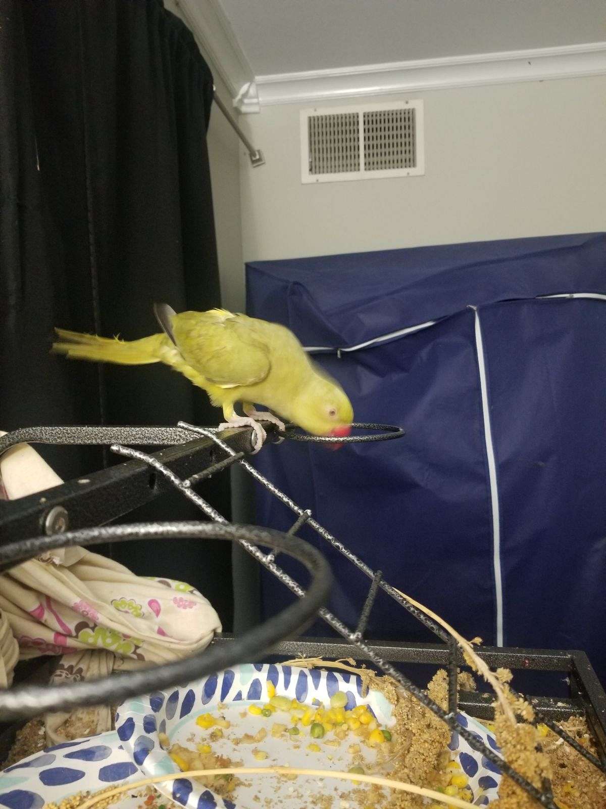 Lost olive green color Indian Ringneck Parakeet