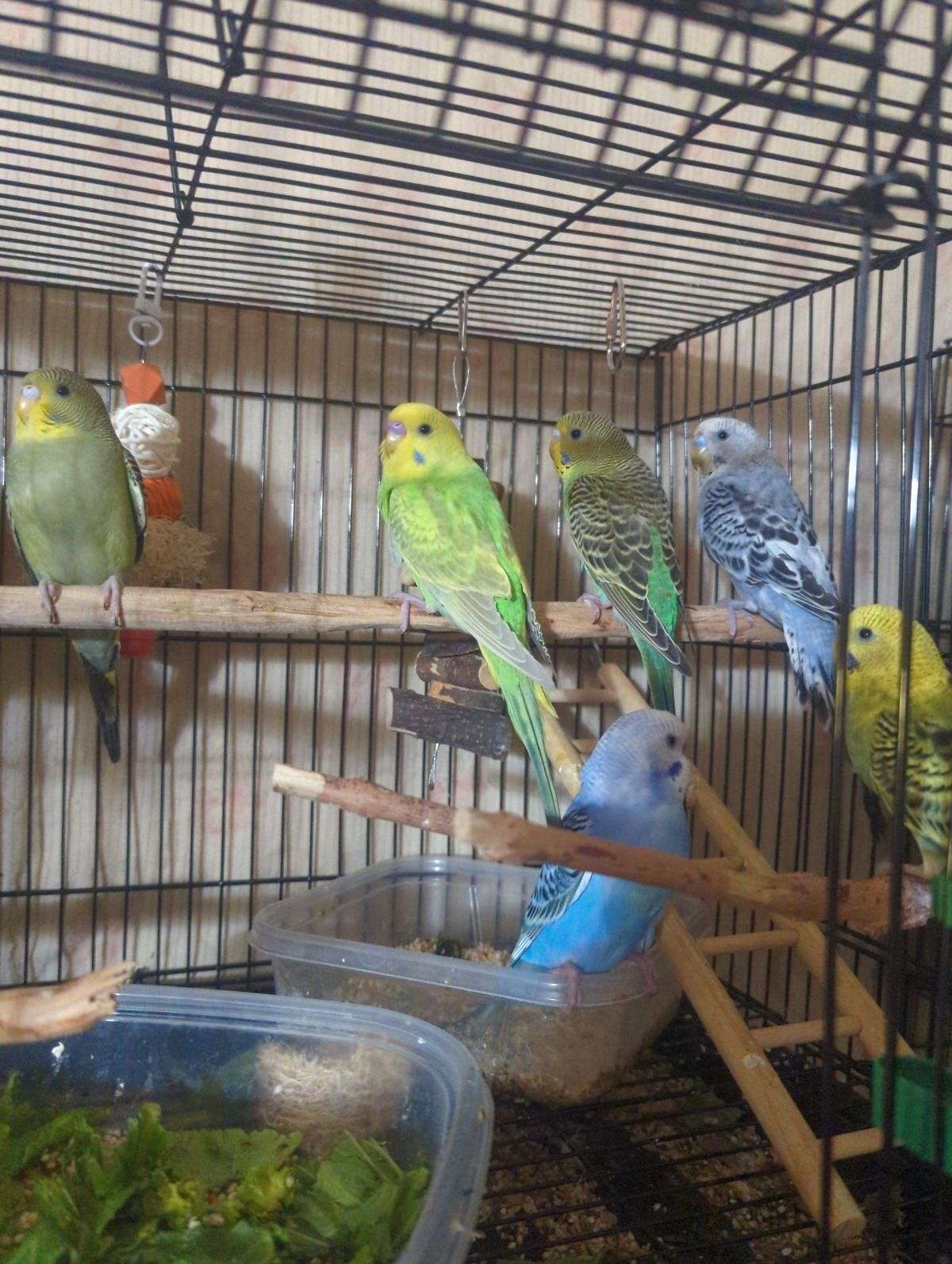 Baby budgie Parakeets