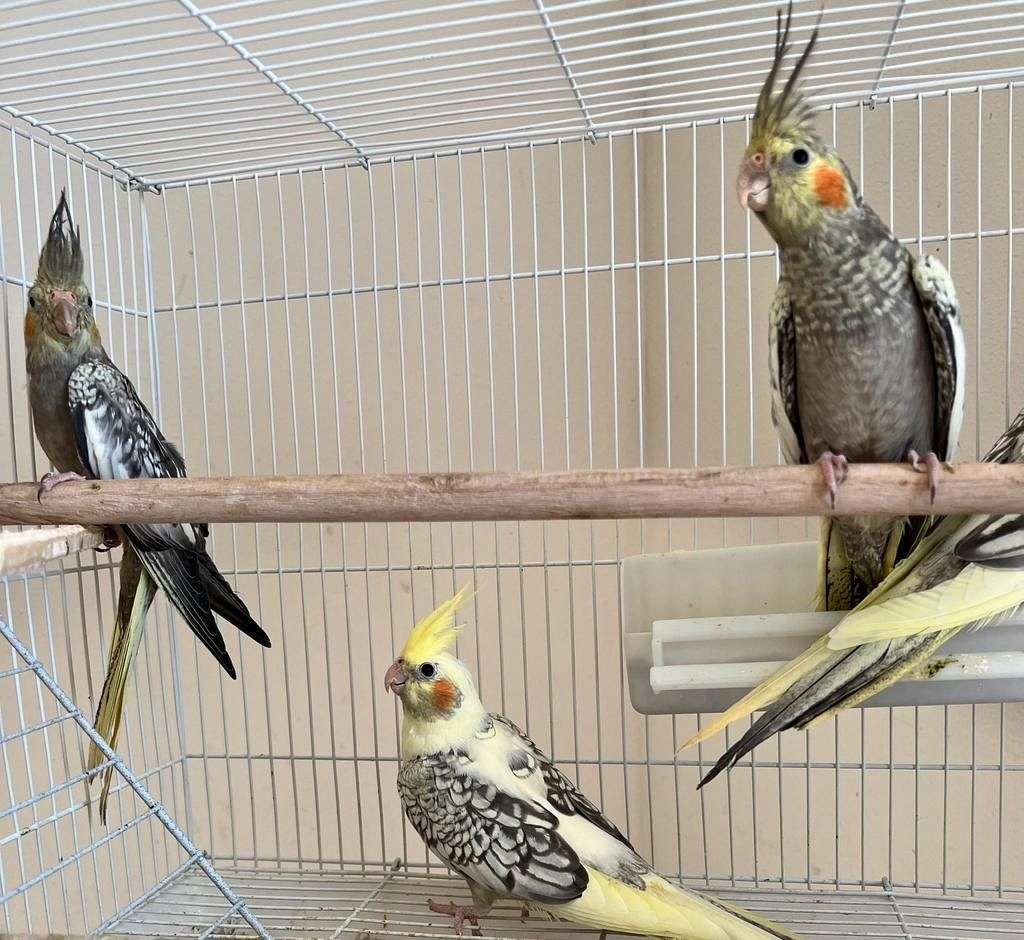Cockatielsss