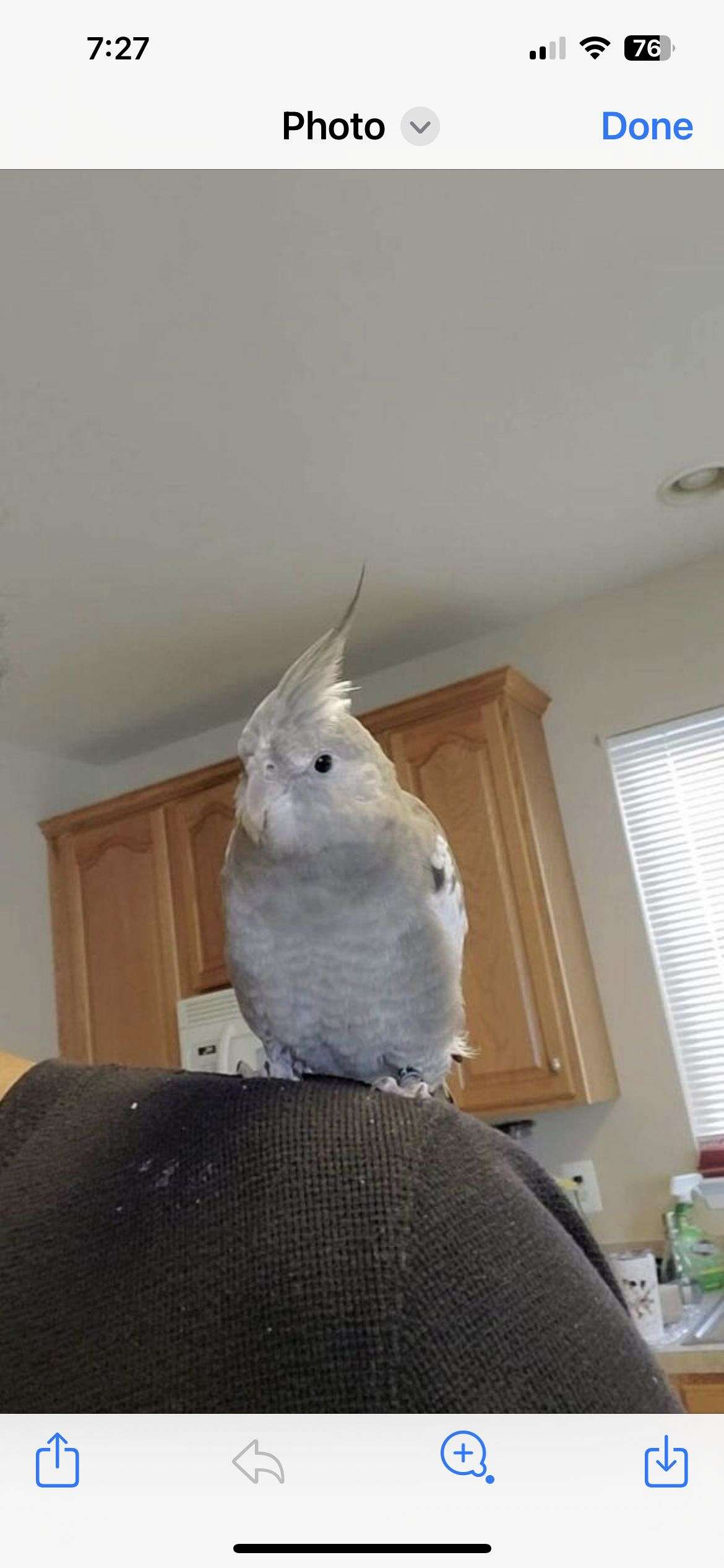 Female Cockatiel