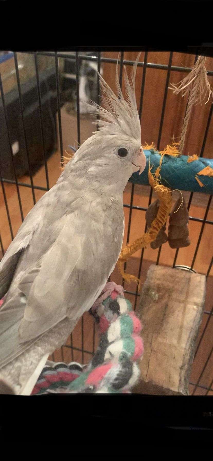 Cockatiel Grey