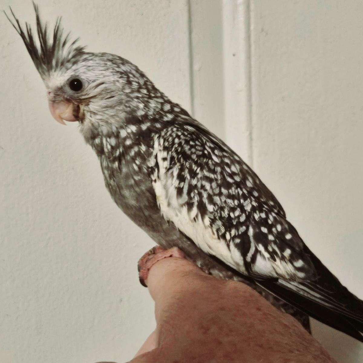 Baby Cockatiel