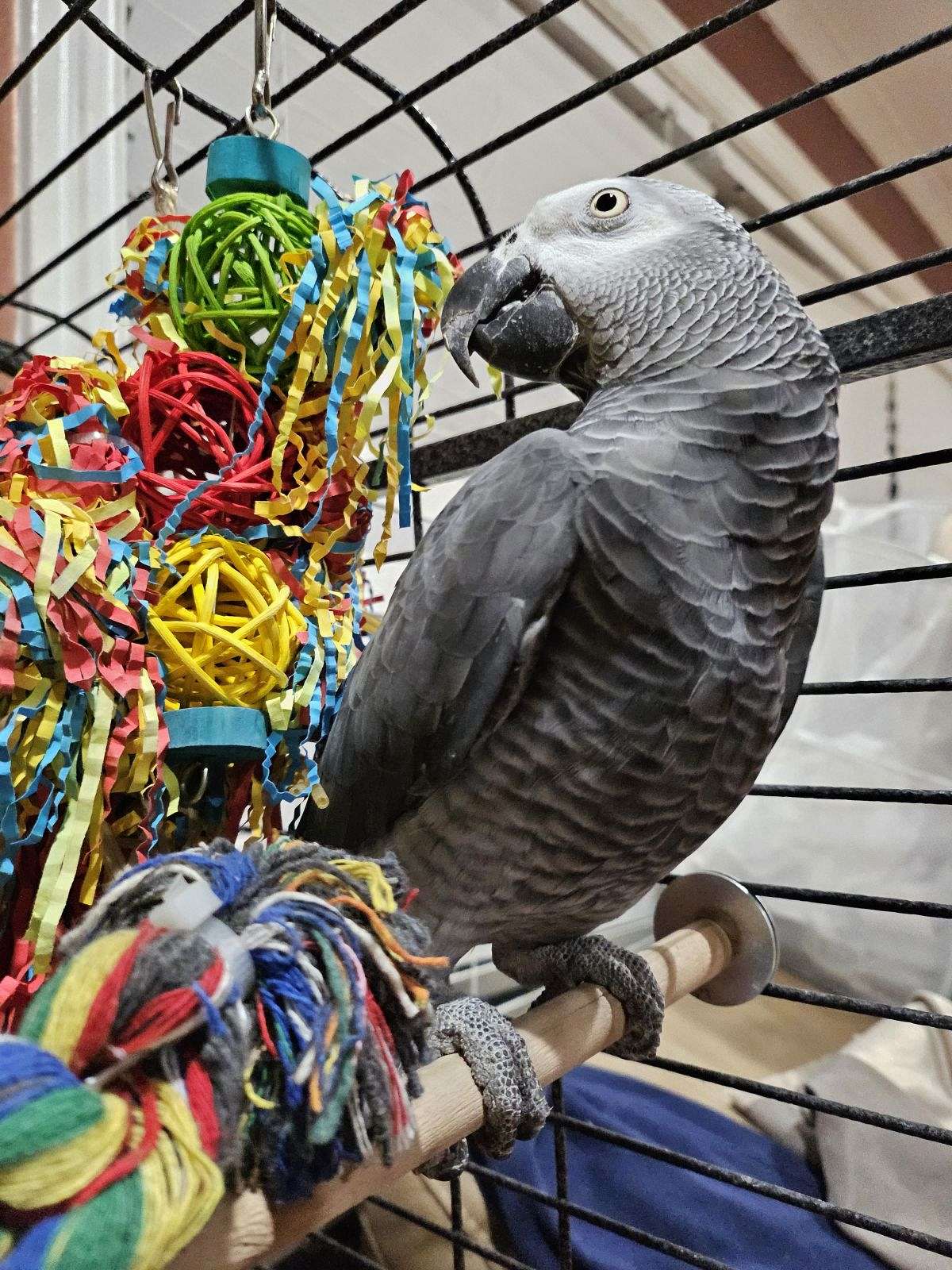 African Grey Parrot