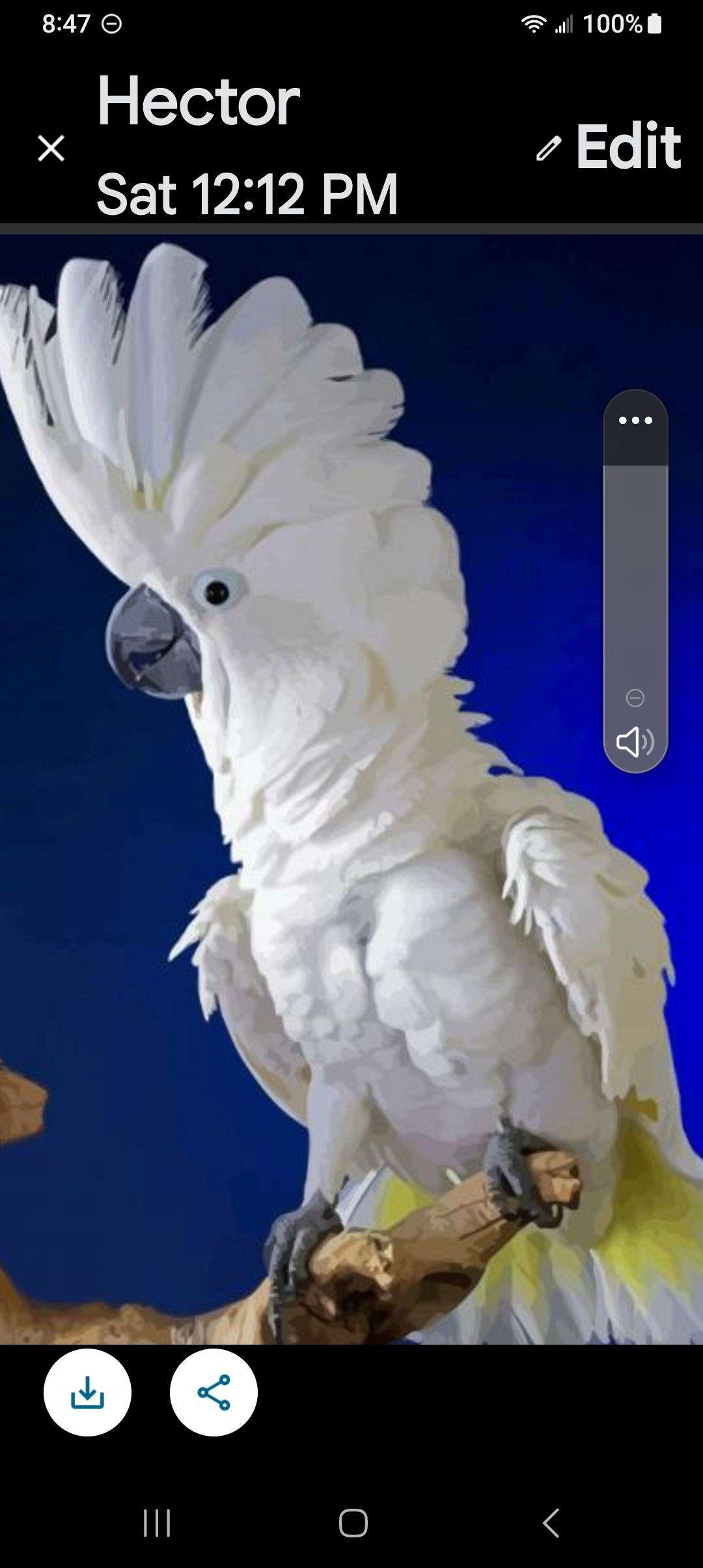 Female cockatoo