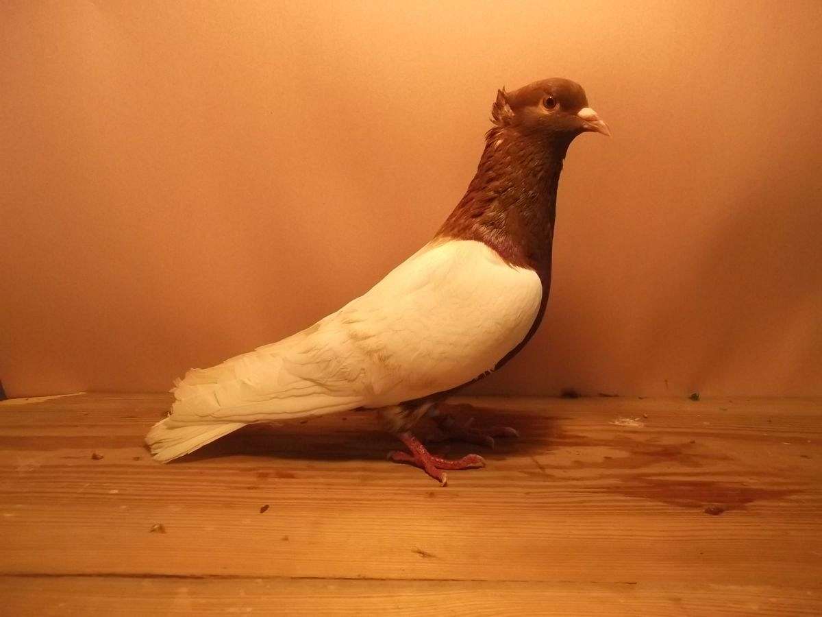 coper white wing ark angels