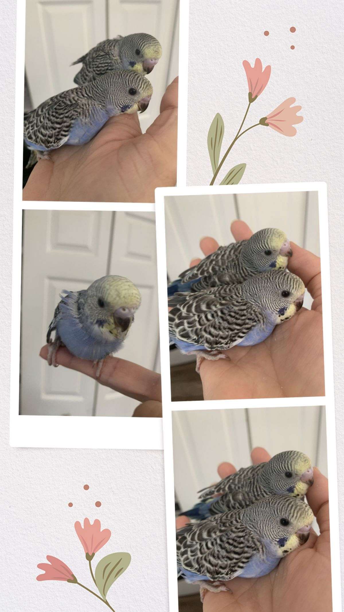 Parakeet babies handfed tame and weaned