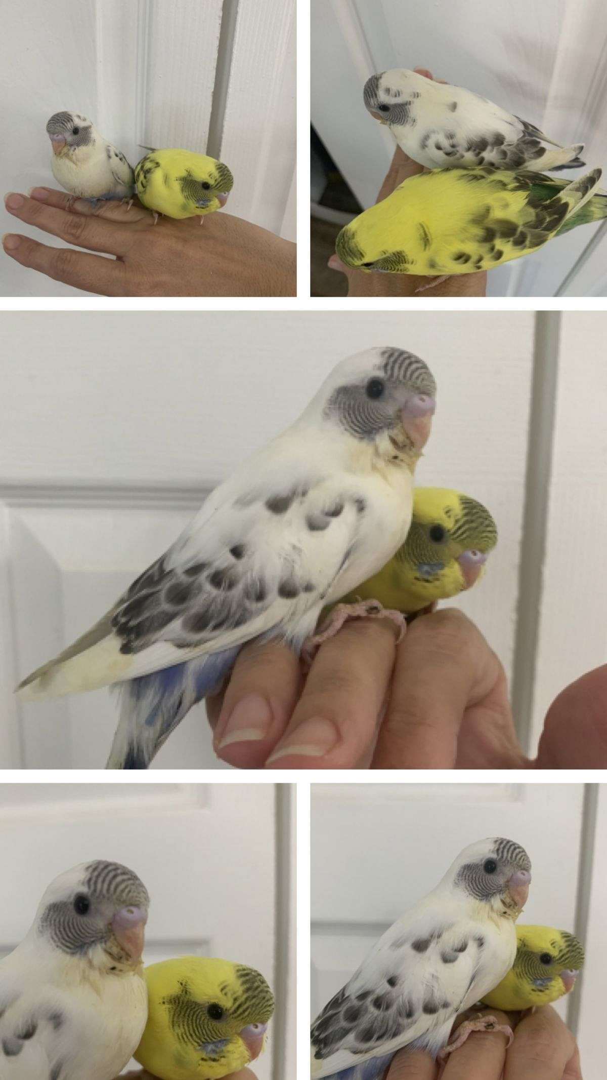 Parakeet babies handfed tame and weaned