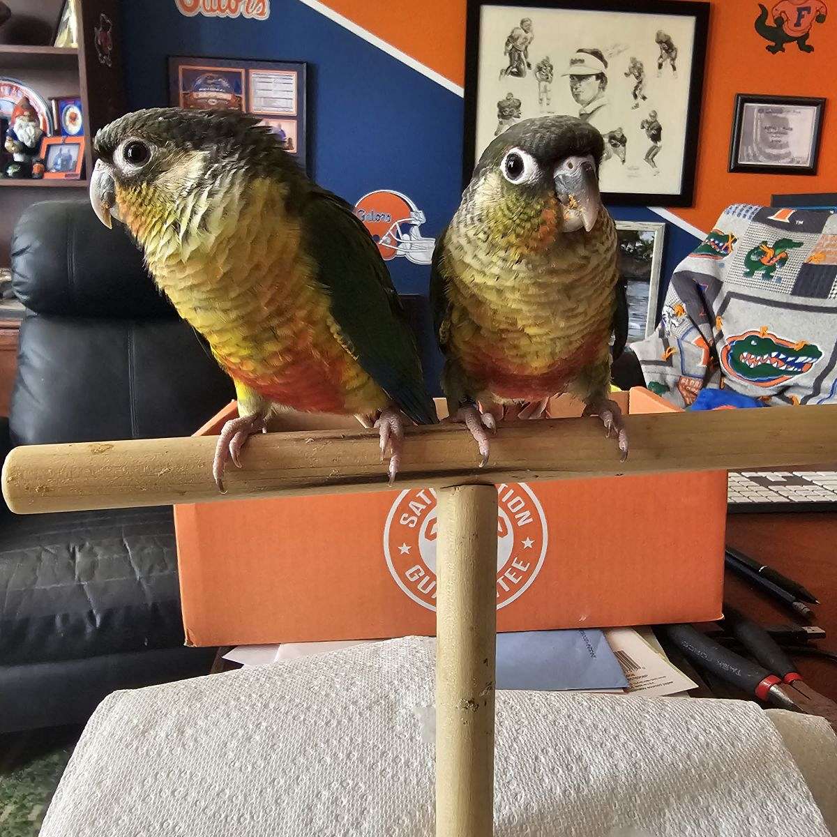 Virginia Conures