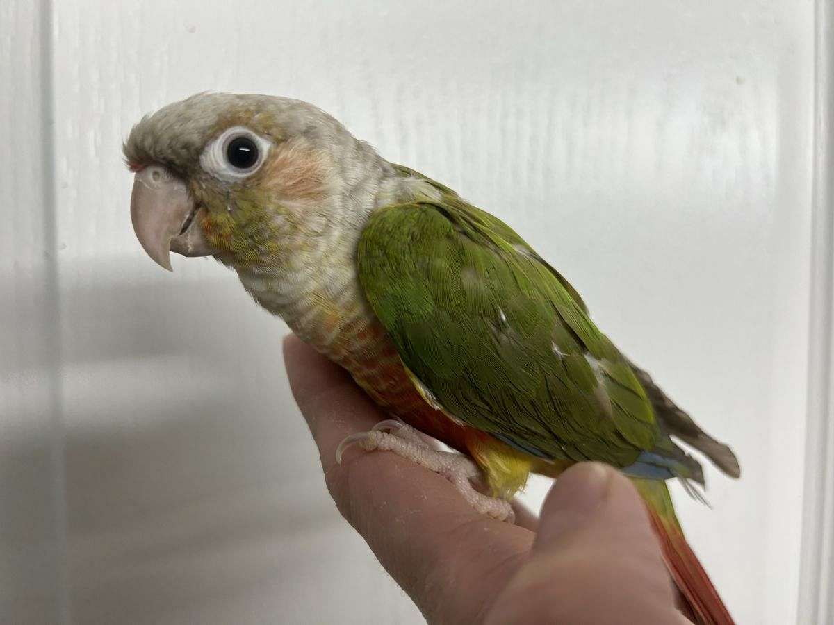 Green cheek conures hand raised