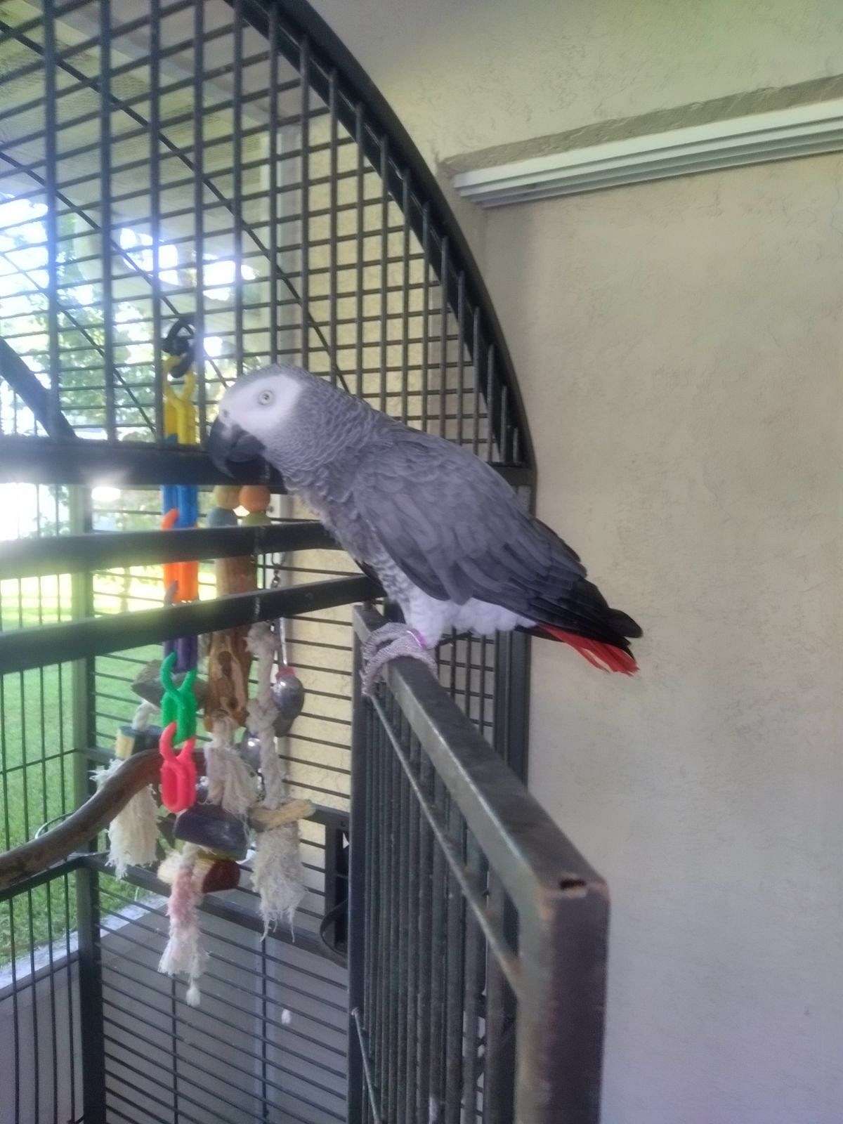 African grey