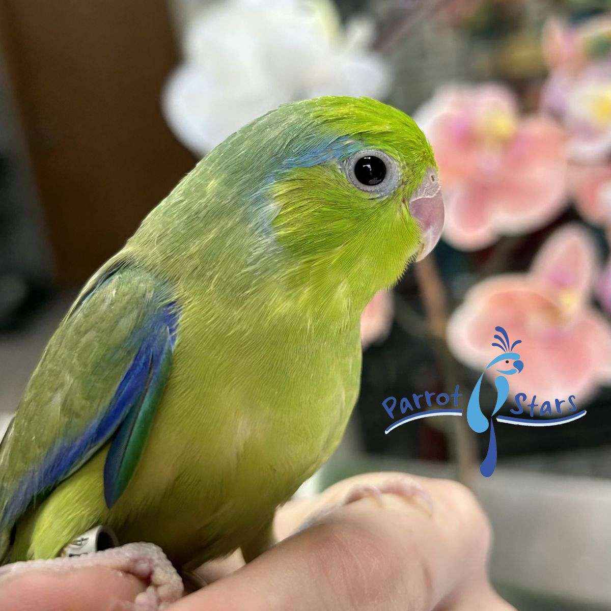 Baby Green Pied Parrotlet Available at Parrot Stars