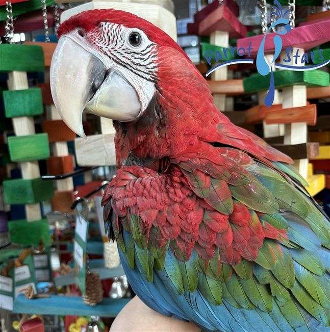 Baby Green Wing Macaw Available at Parrot Stars