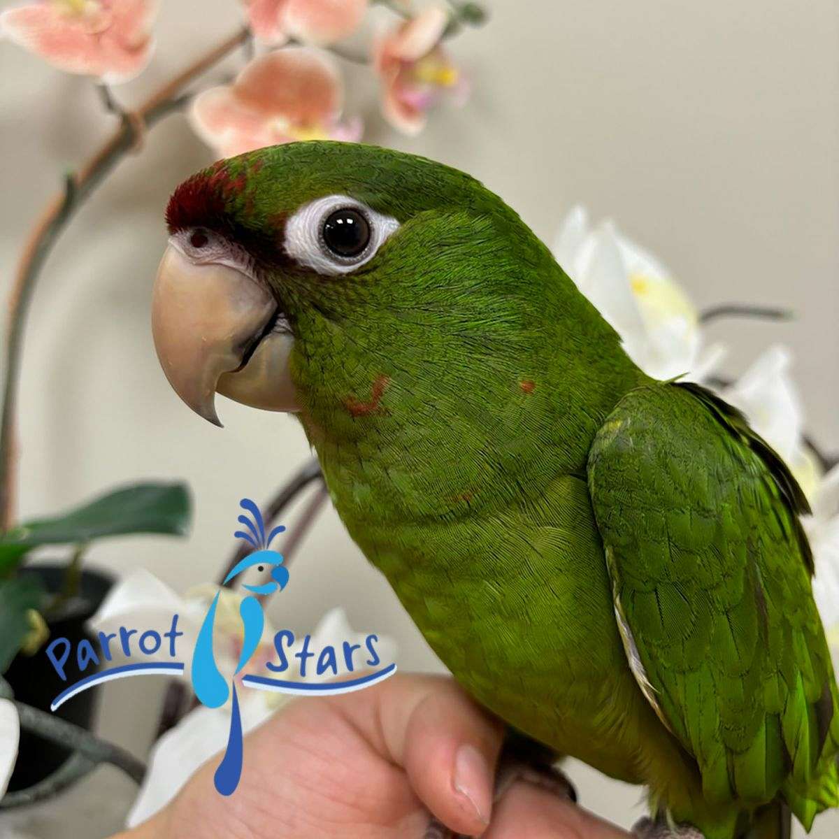 Baby Mitred Conure Available at Parrot Stars 