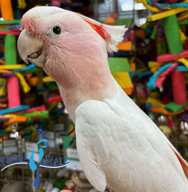 Baby Major Mitchell Cockatoo Available at Parrot Stars