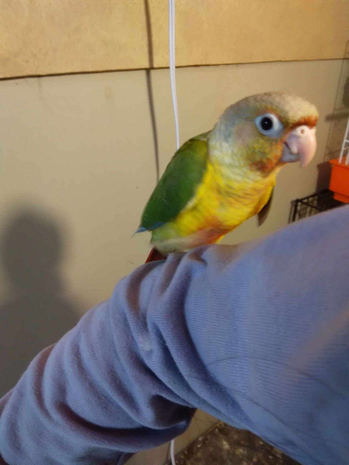 Green cheek conure