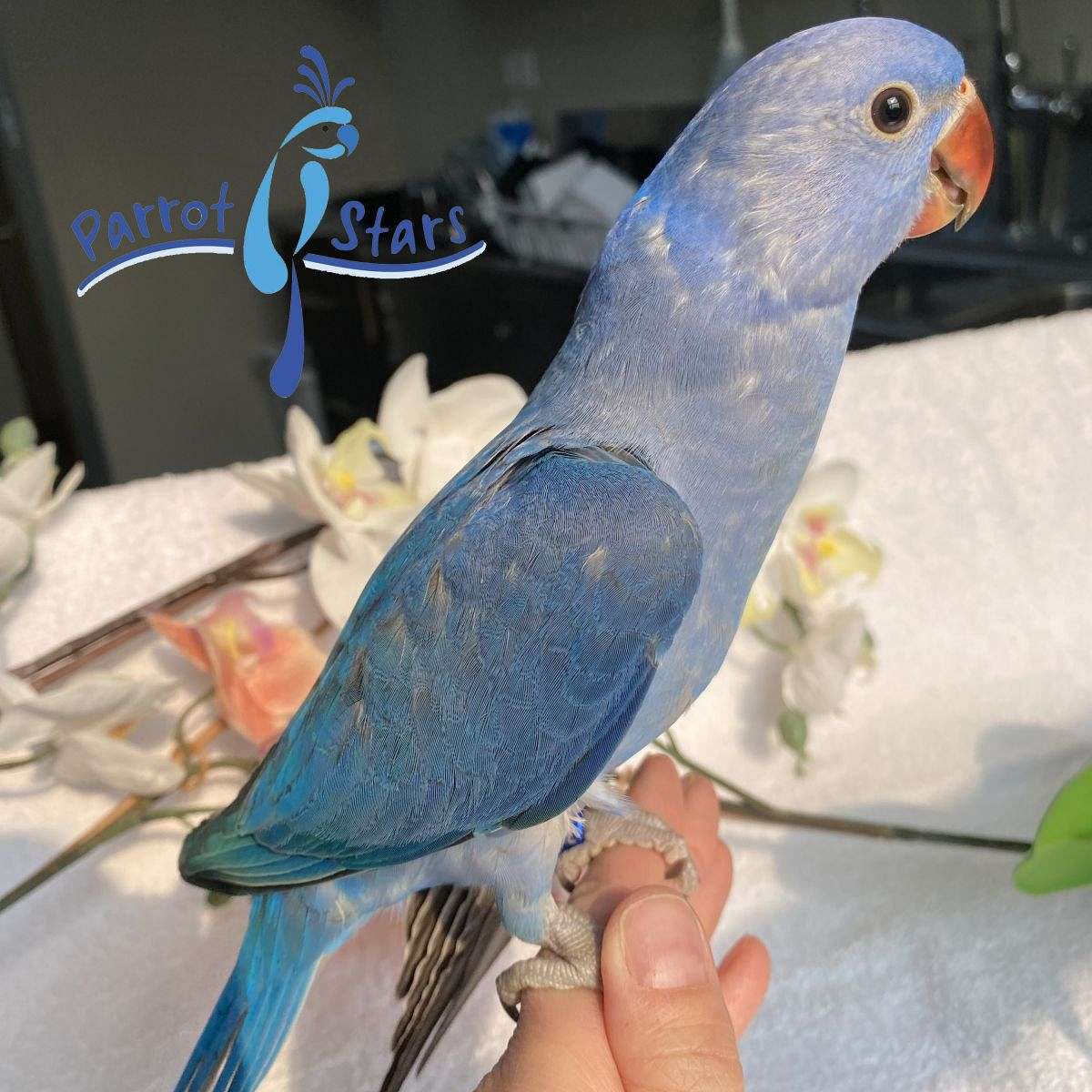 Baby Indian Ringneck Available at Parrot Stars