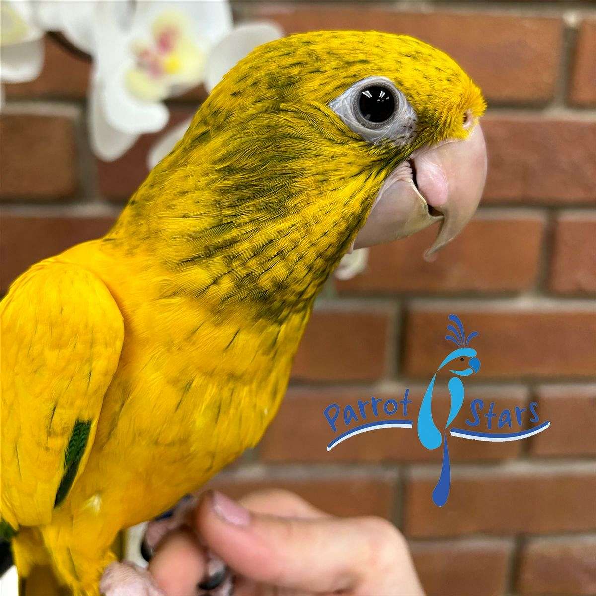 Baby Golden Conure Available at Parrot Stars