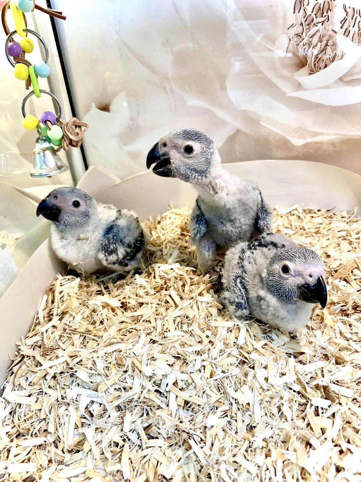 Still handfeeding Baby Congo African Grey Parrots