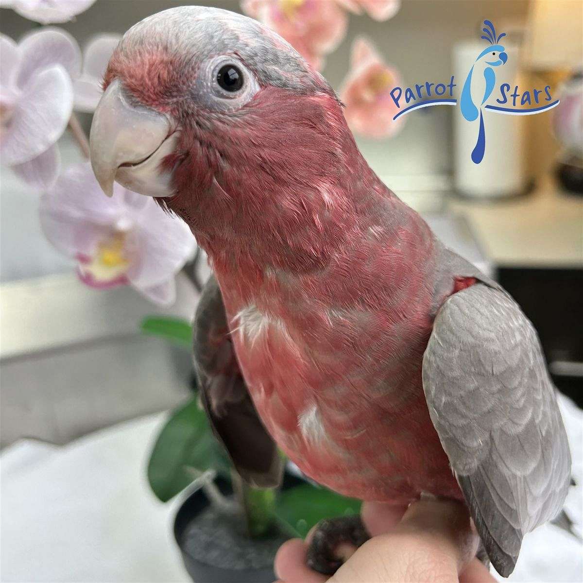 Baby Rose Breasted Cockatoo Available at Parrot Stars
