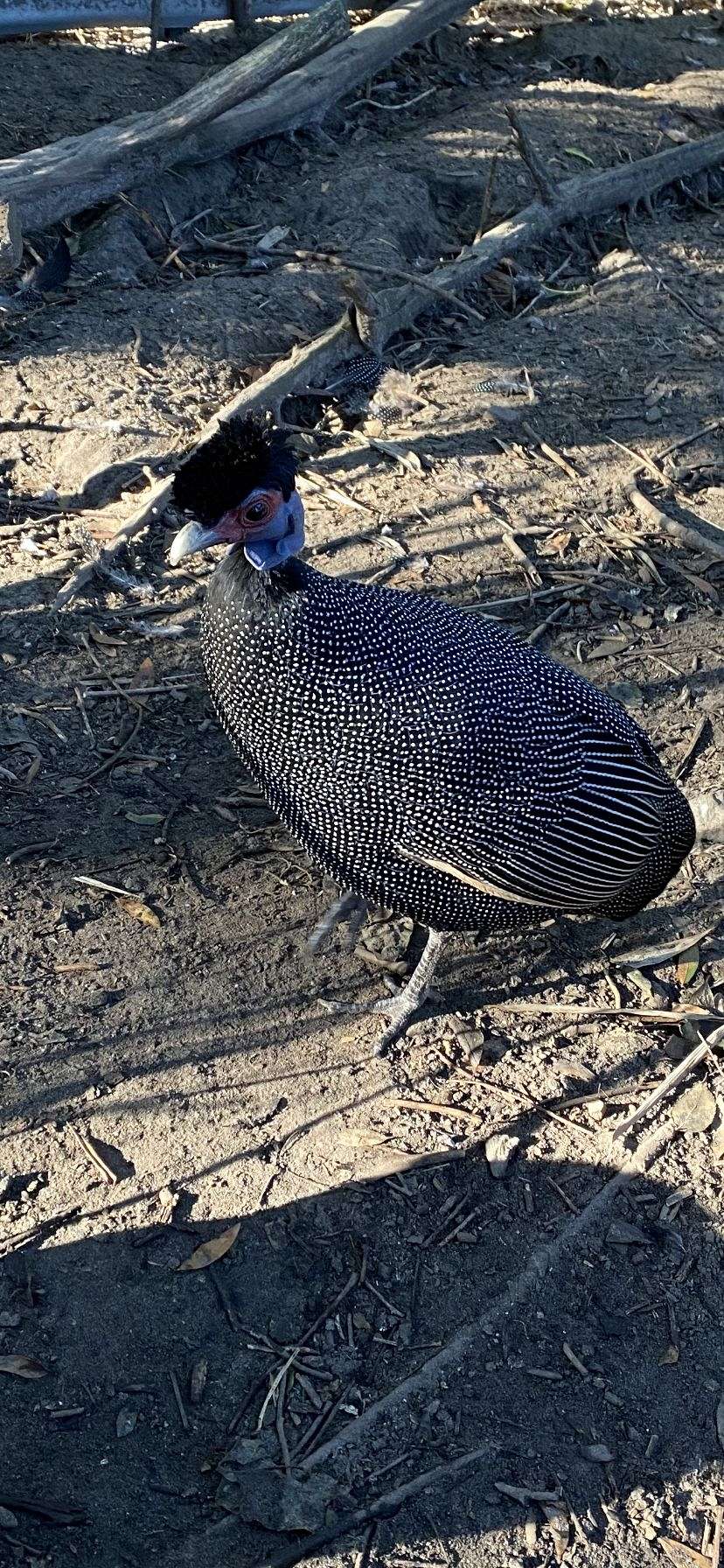 kenya-crested-guineafowl