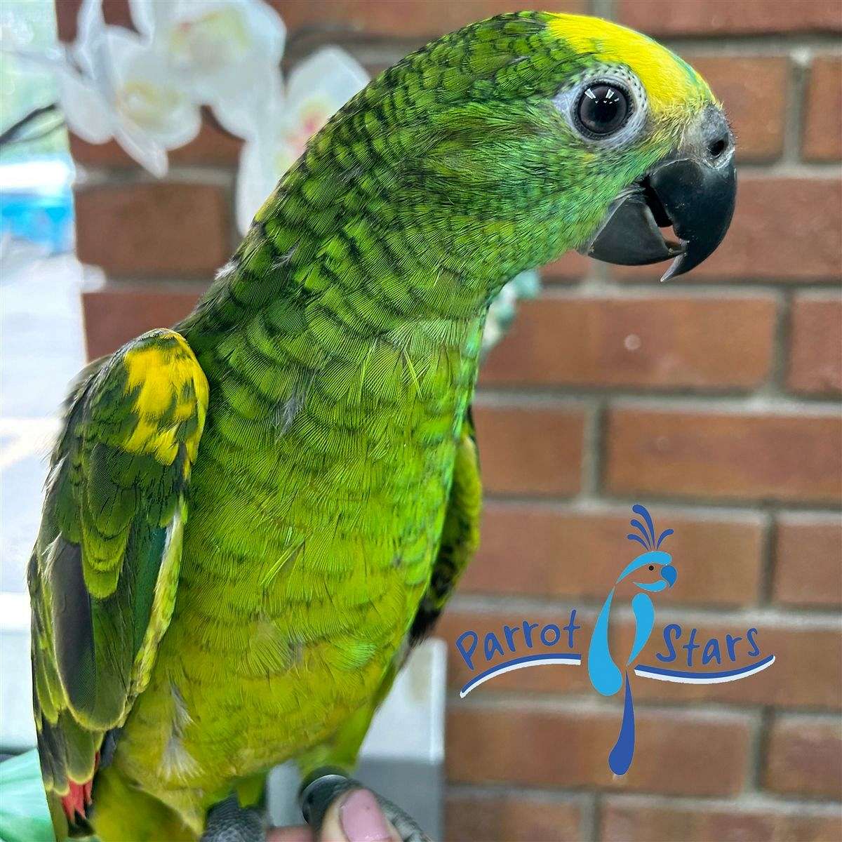 Baby Blue Fronted Amazon Available at Parrot Stars