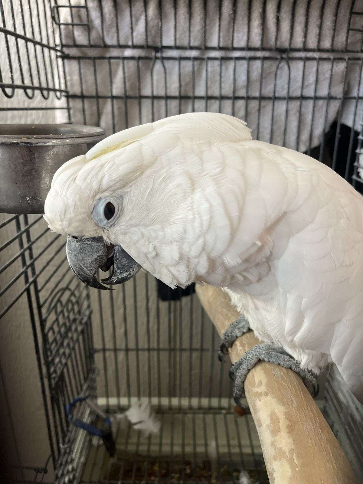 Umbrella cockatoo