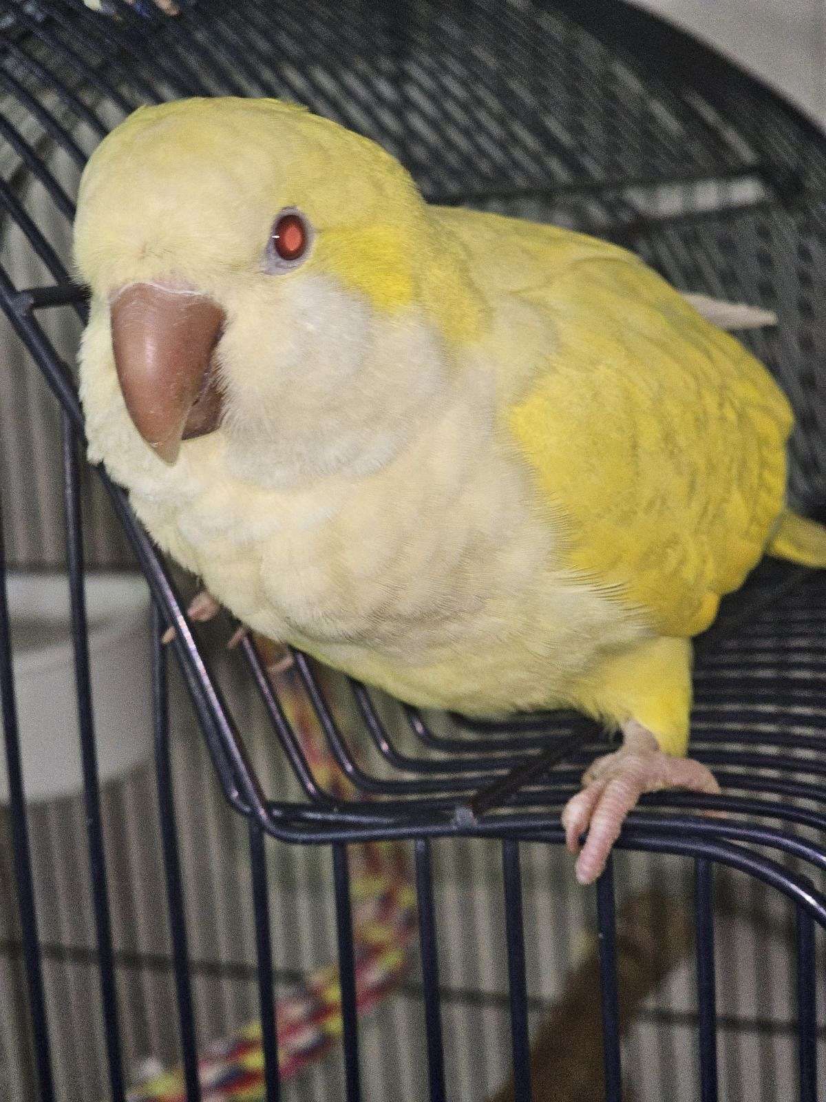 Quaker Parrot .Baby Latino