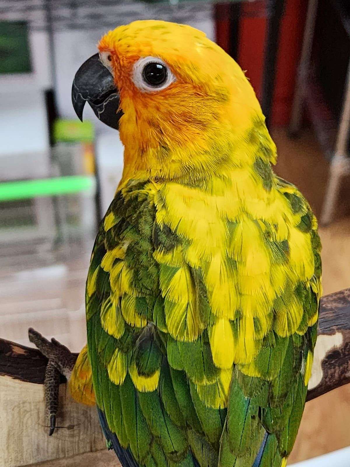 Sun Conure Babies