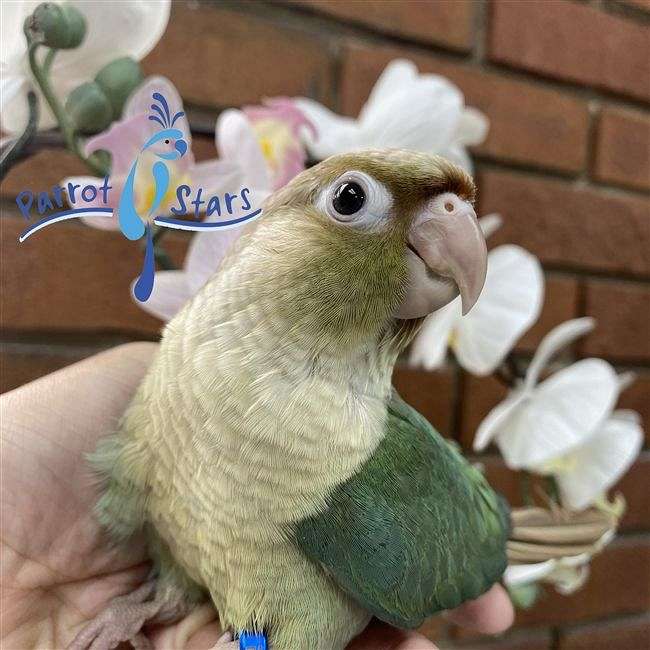 Young Baby Turquoise Cinnamon Green Cheek Conure Available