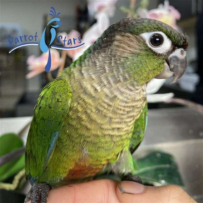 Young Baby Normal Green Cheek Conure Available at Parrot Stars