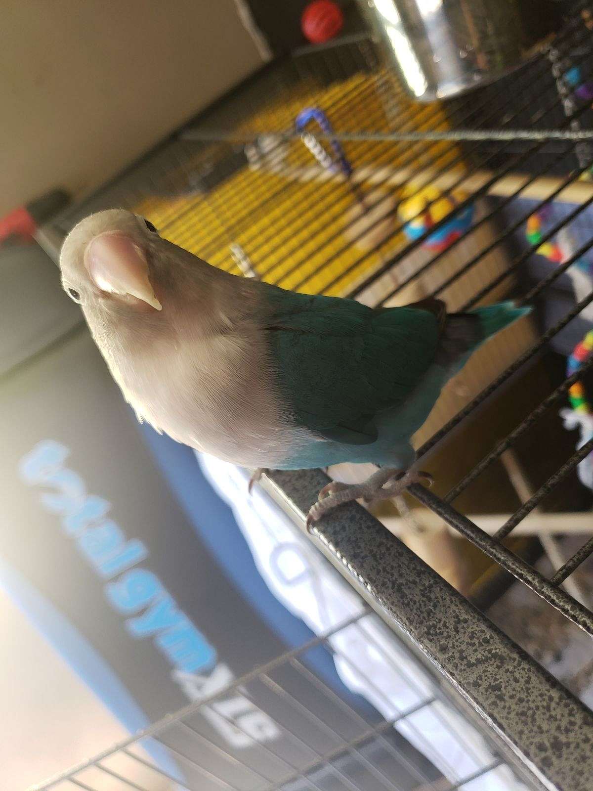 Female love bird for sale
