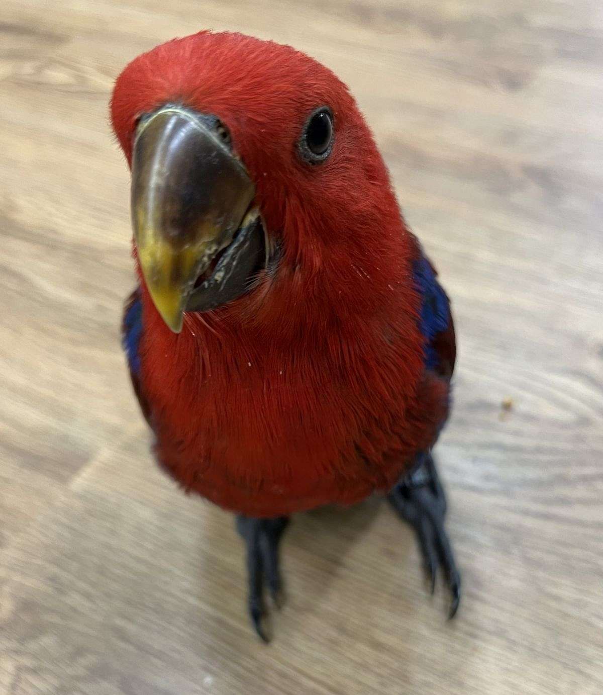 Female Eclectus baby