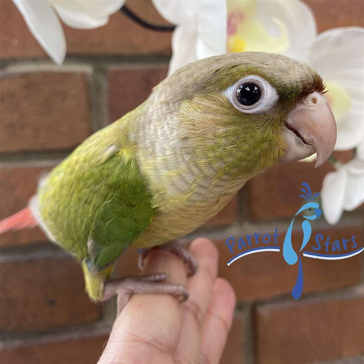 Young Baby Cinnamon Green Cheek Conure Available at Parrot Stars