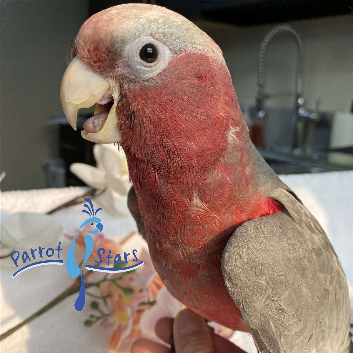 Baby Rose Breasted Cockatoo Available at Parrot Stars