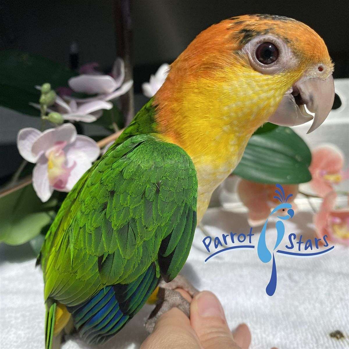 Baby White Bellied Caique Available at Parrot Stars 