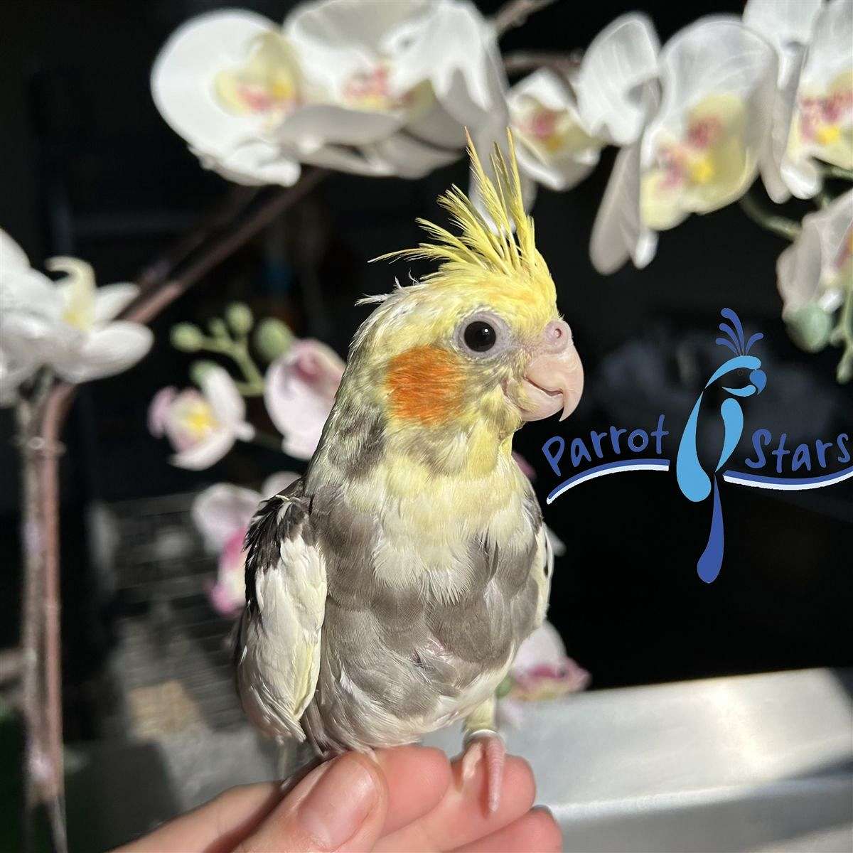 Baby Grey Pied Cockatiel Available at Parrot Stars