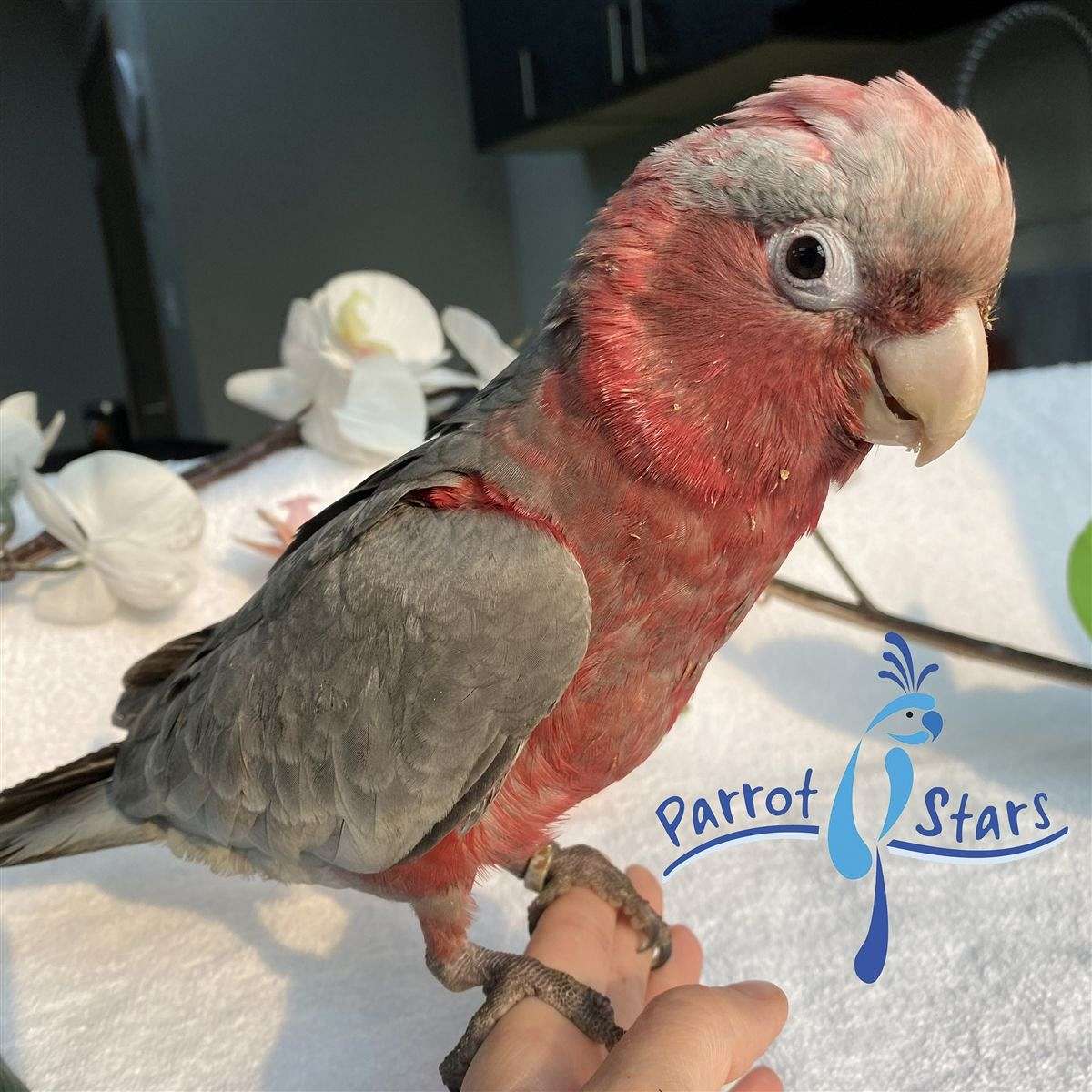 Baby Rose Breasted Cockatoo Available at Parrot Stars