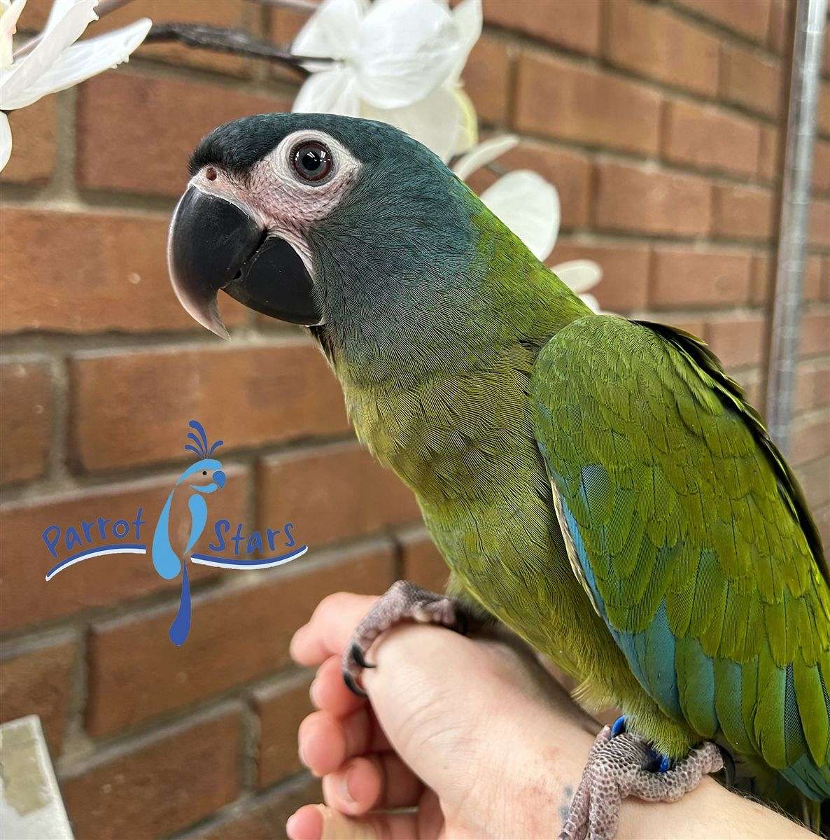 Baby Blue Head Macaw Available at Parrot Stars