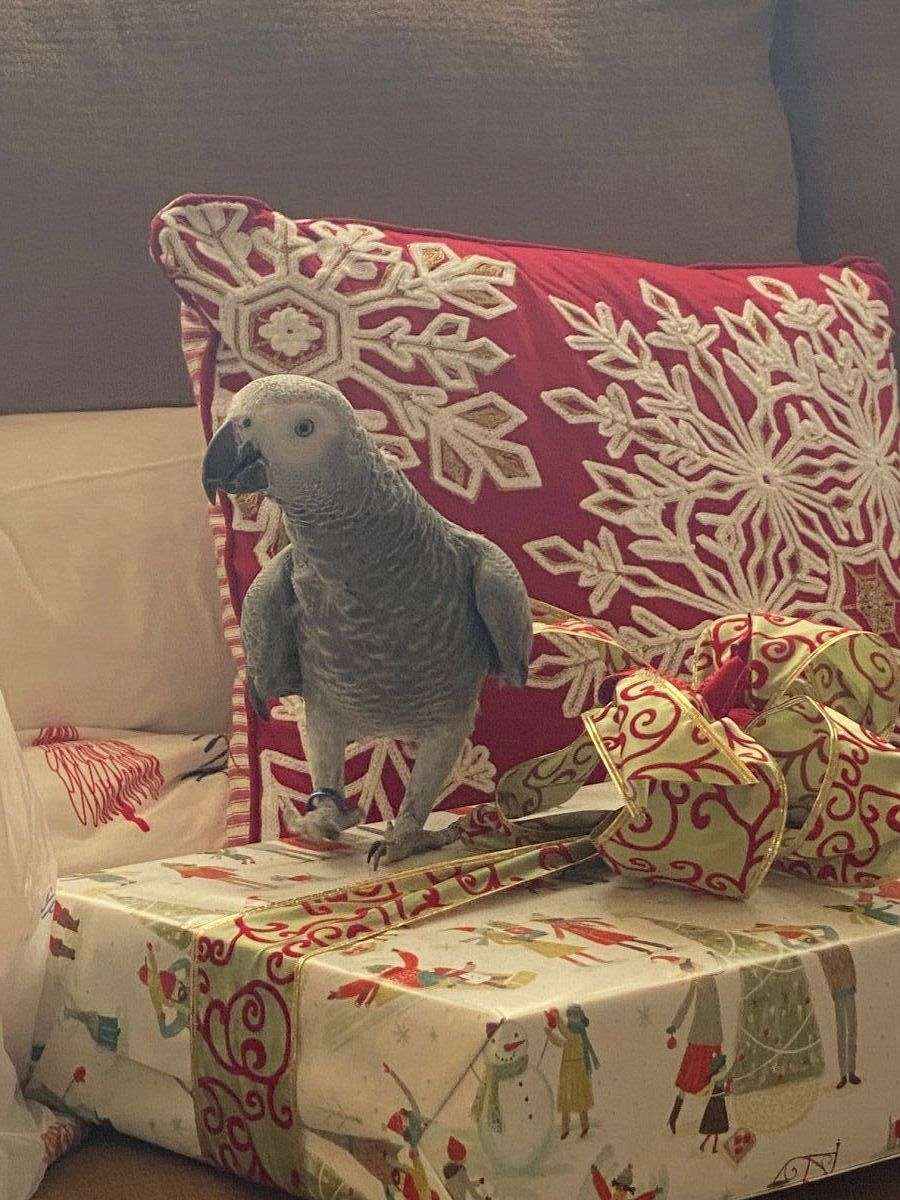 Meet Crash Funny Witty Entertaining Intelligent Large Vocabulary   Grey African Grey Parrot For Sale 