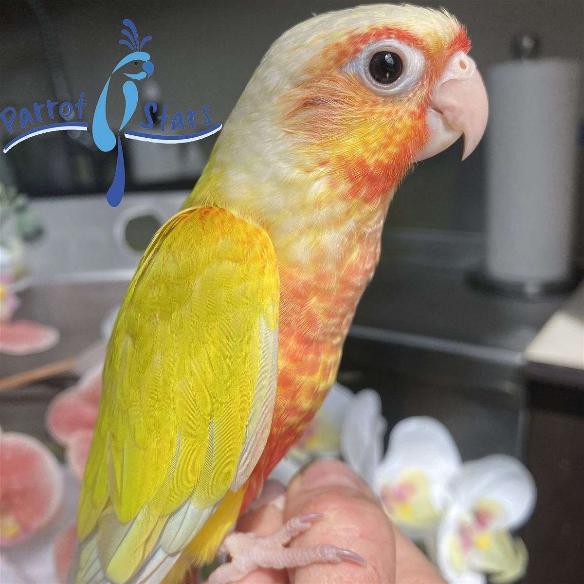 Young Baby Sun Cheek Green Cheek Conure Available at Parrot Stars