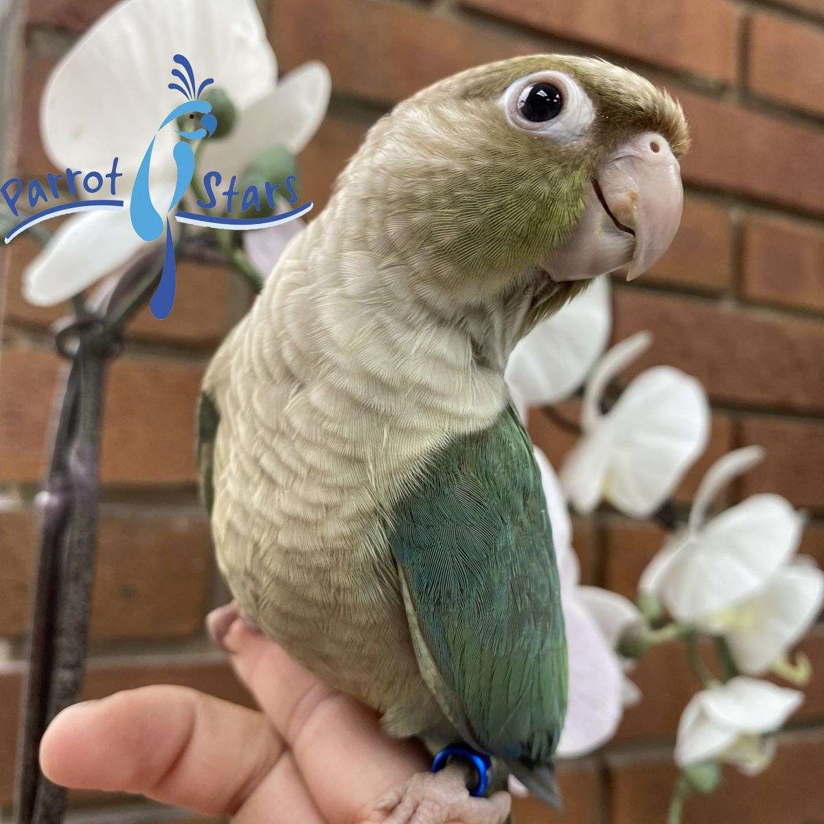 Baby Turquoise Cinnamon Green Cheek Conure Available at Parrot Stars