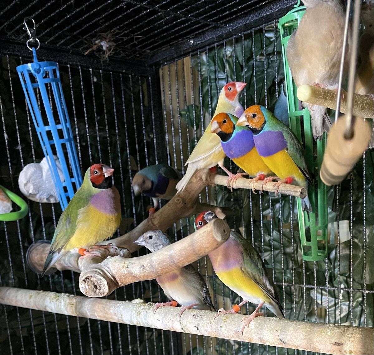 Gouldian Finches