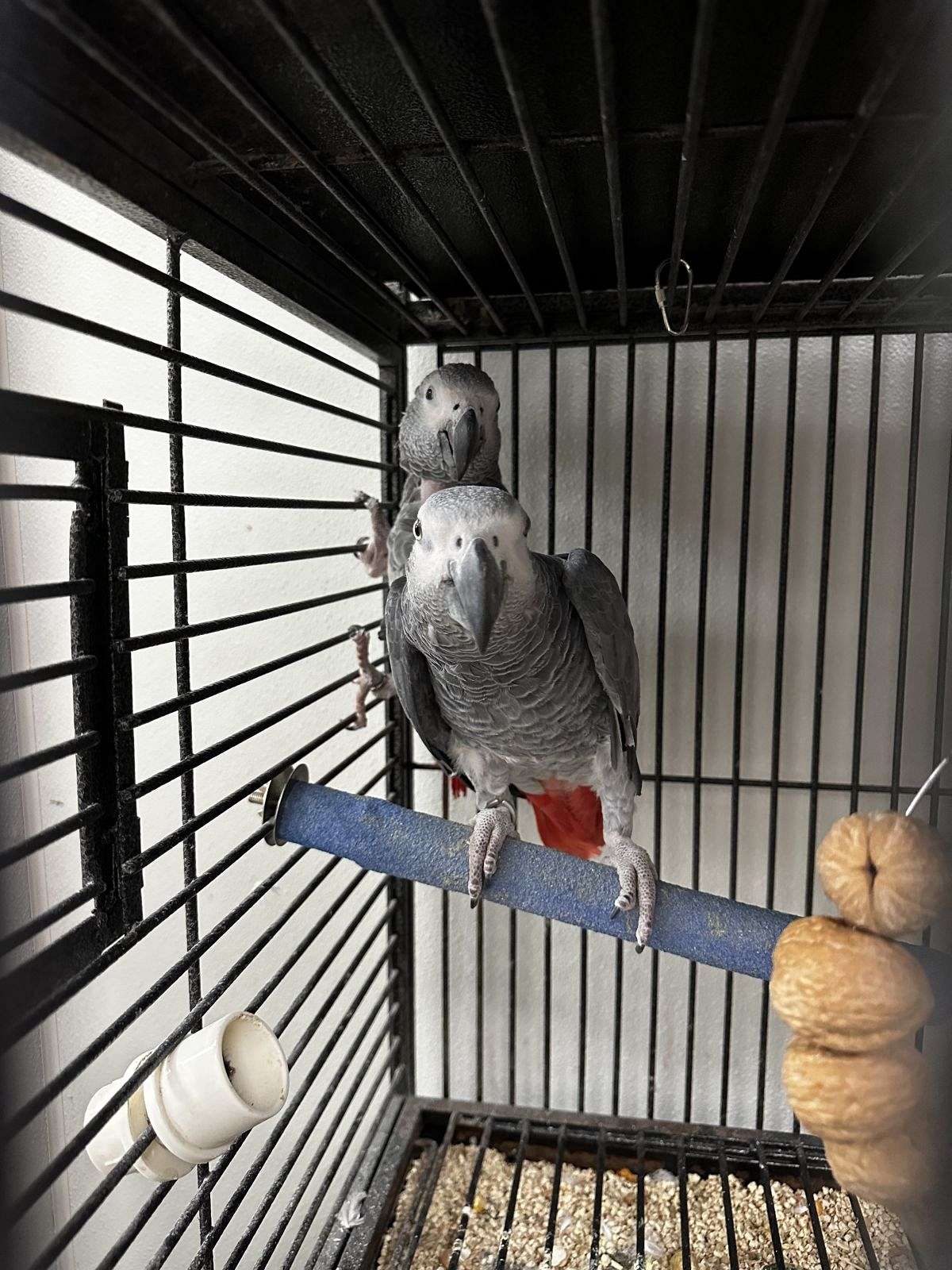Proven Congo African Grey Pairs