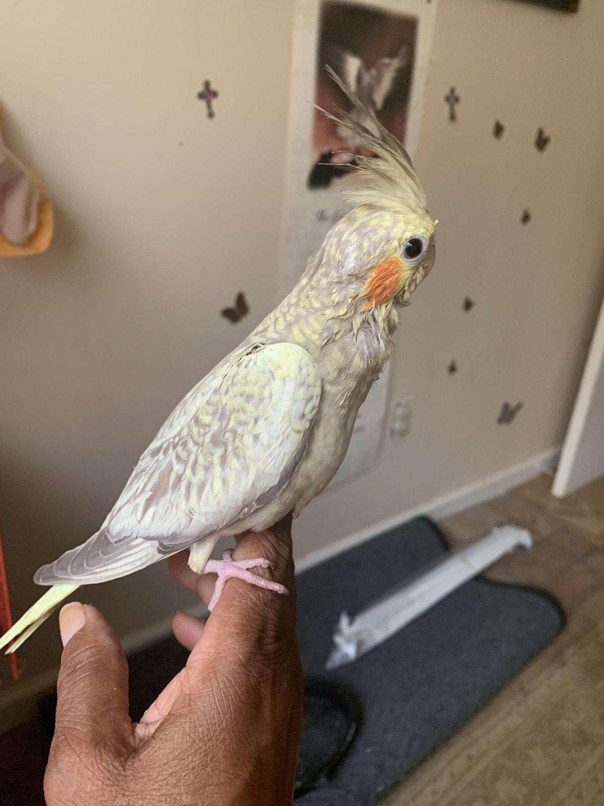 Baby cockatiel