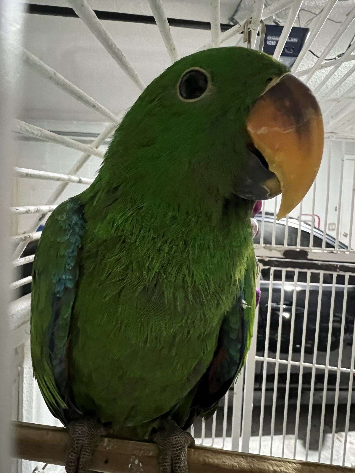 Male Eclectus