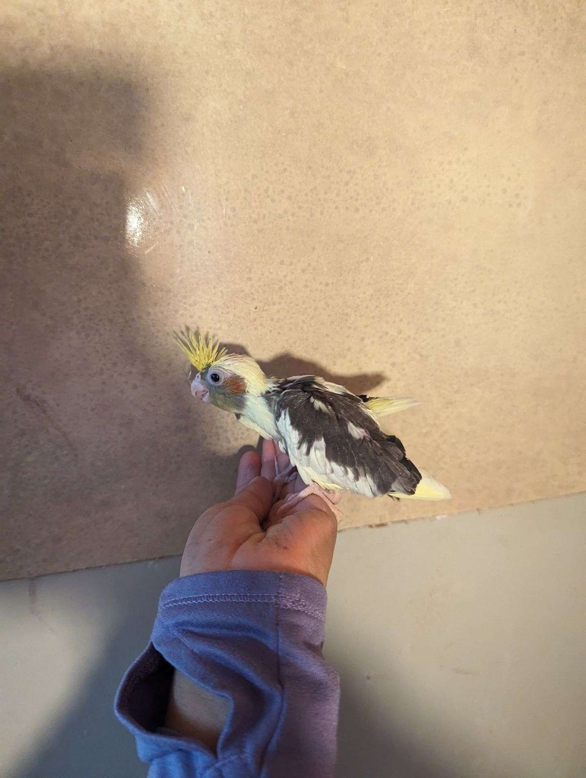 beautiful cockatiels