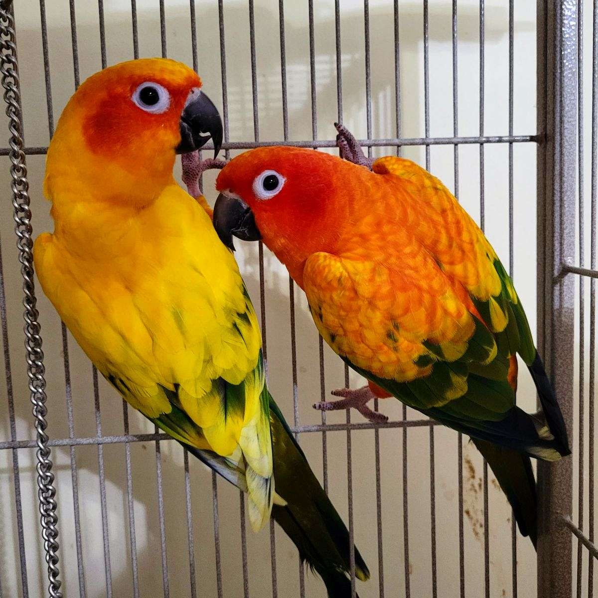 Red Factor and High Yellow Sun Conures