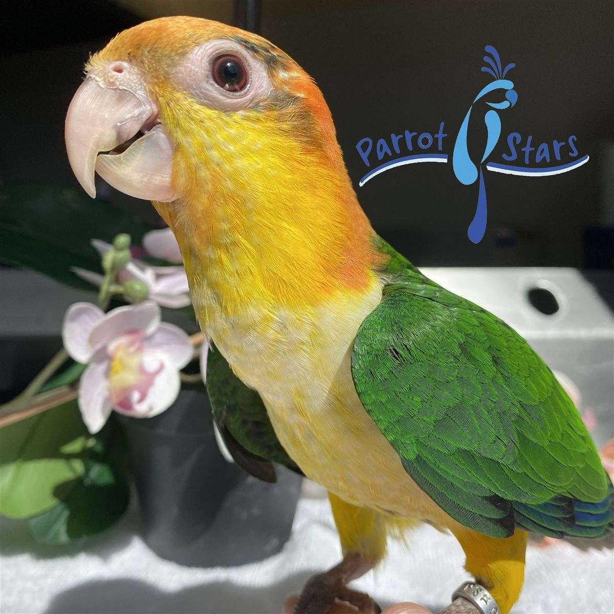 Baby White Bellied Caique Available at Parrot Stars